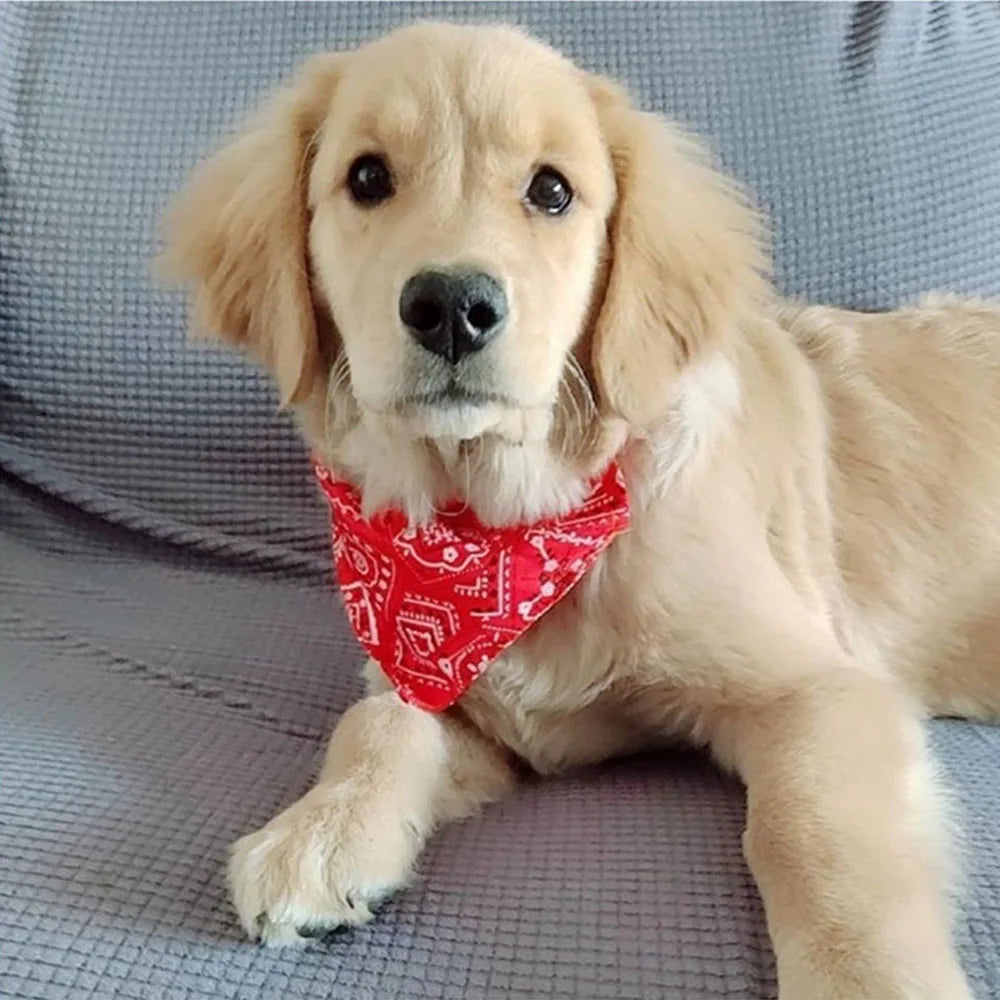 Dog bandana collar